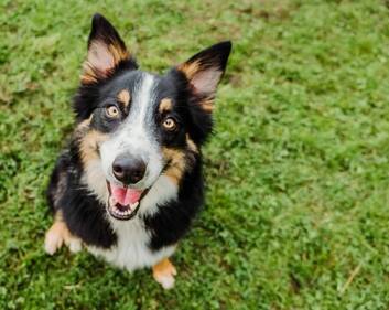 Adopt a Dog - Leitrim Animal Welfare & Co. Leitrim Dog Pound